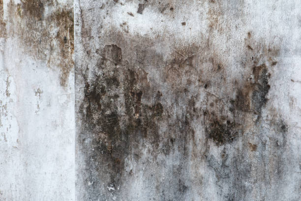 Trusted Louisville, CO Mold Removal Experts