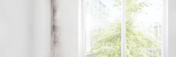 Mold Documentation for Insurance Claims in Louisville, CO